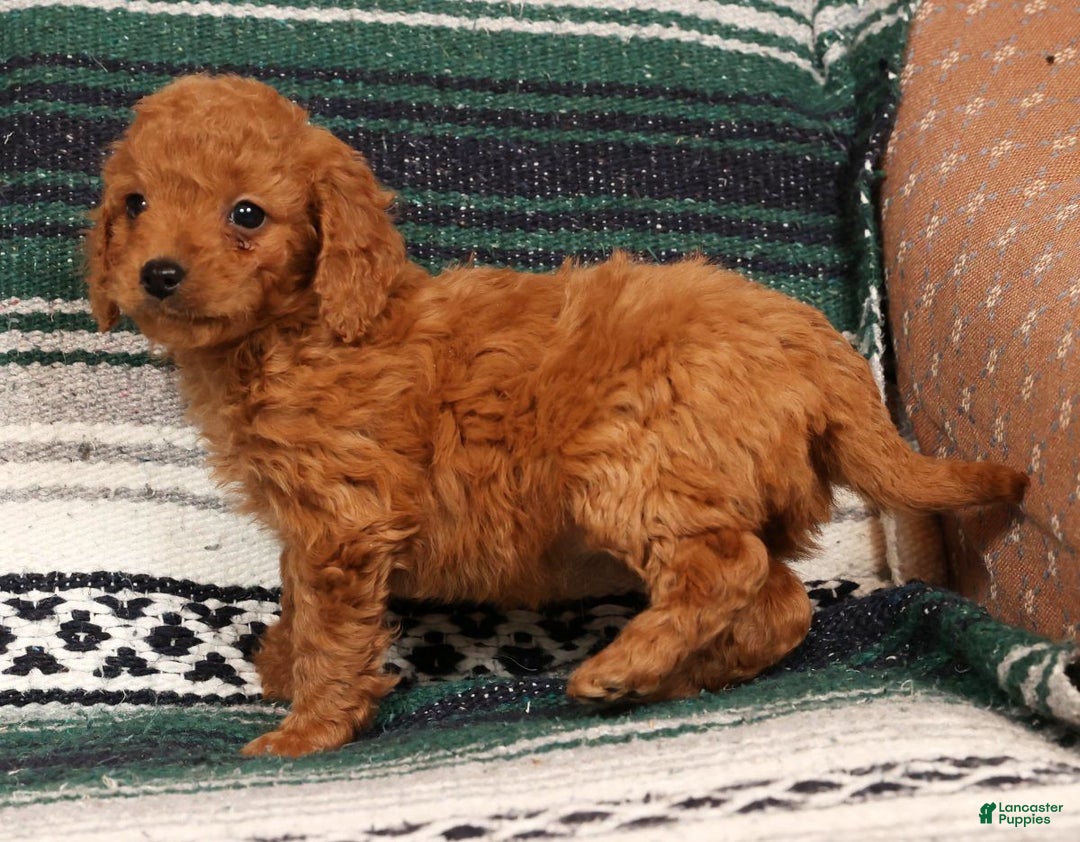 Mini Goldendoodle dogs for sale: Josie - Ad 4