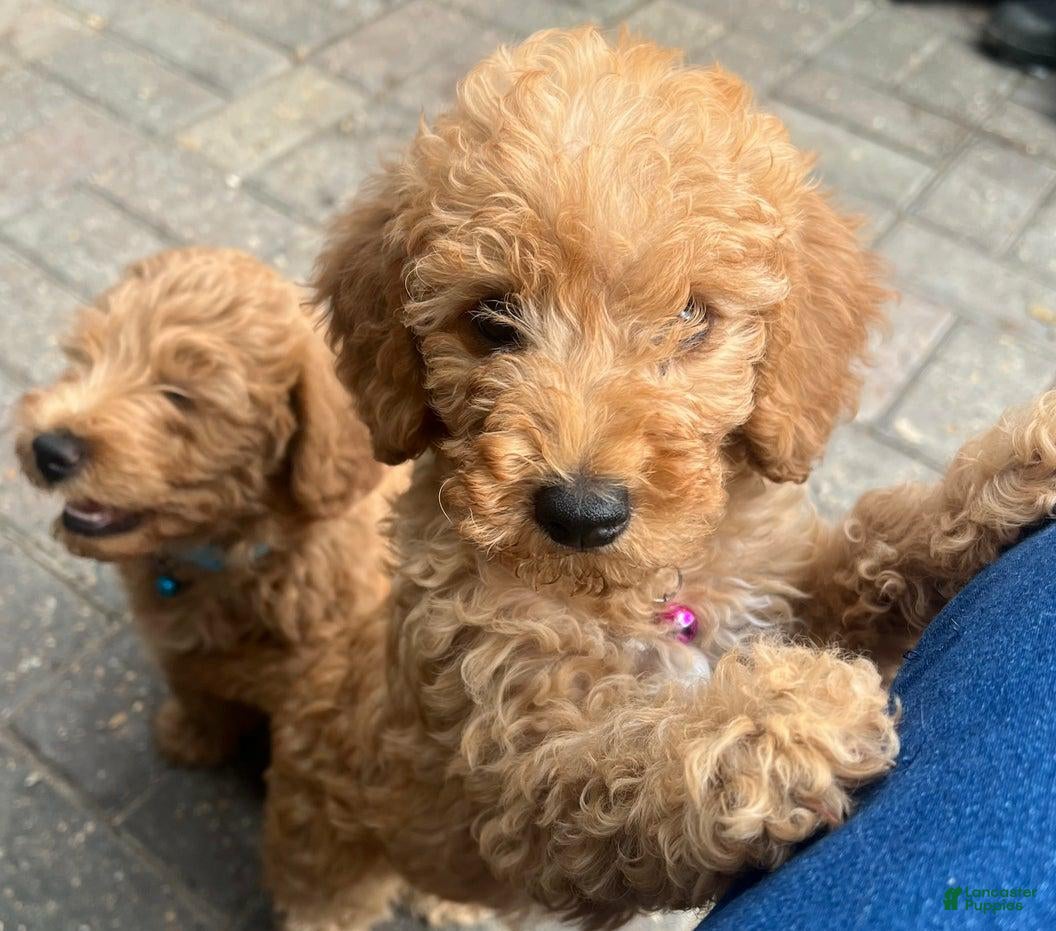 Cavapoo dogs Paula - Ad 38