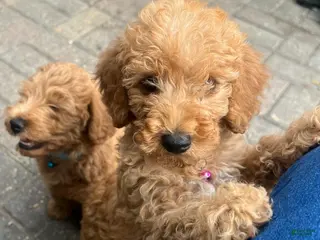 Cavapoo dogs Paula - Ad 38