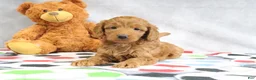 Mini Goldendoodle dogs for sale: April - Ad 3
