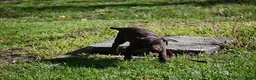 German Shorthaired Pointer dogs for sale: Buck - Ad 22