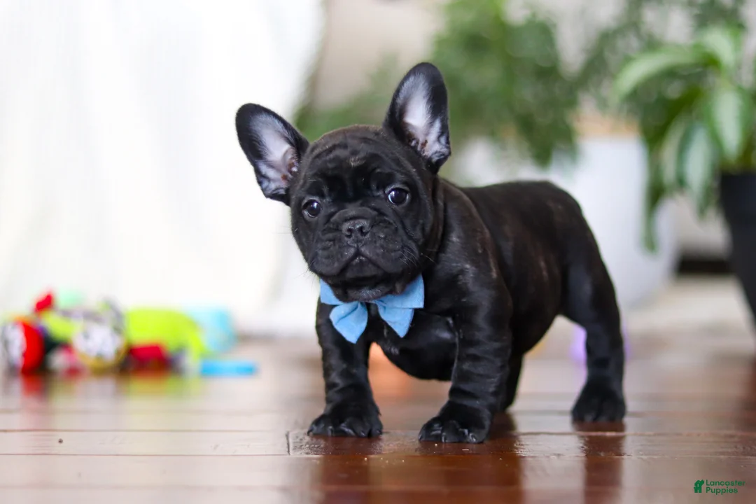 French Bulldog dogs for sale: Timmy  - Ad 3