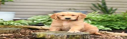 Golden Retriever dogs for sale: Georgia - Ad 3