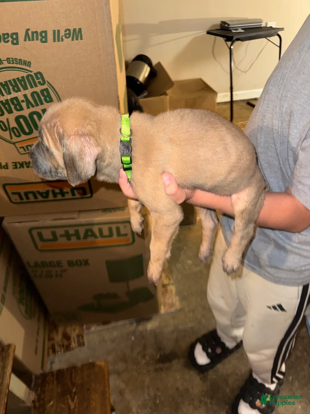Mixed Breed dogs for sale: Mixed Breed 5 - Ad 1