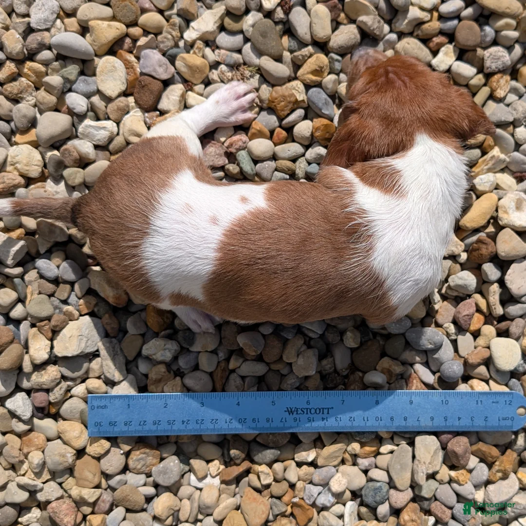 Miniature Dachshund dogs for sale: Oak - Ad 12