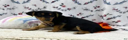 Airedale Terrier dogs for sale: Airedale Terrier Puppy 3 - Ad 3