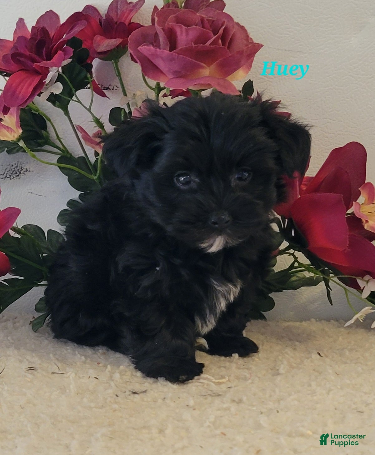 Morkie dogs Huey - Ad 37