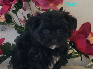 Morkie dogs Huey - Ad 37
