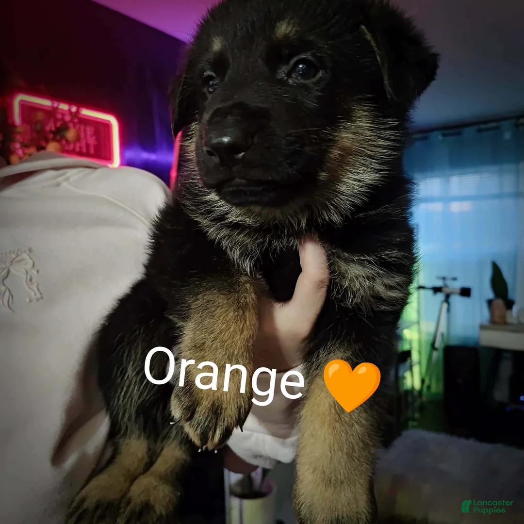 German Shepherd dogs for sale: German Shepherd Puppy 3 - Ad 1