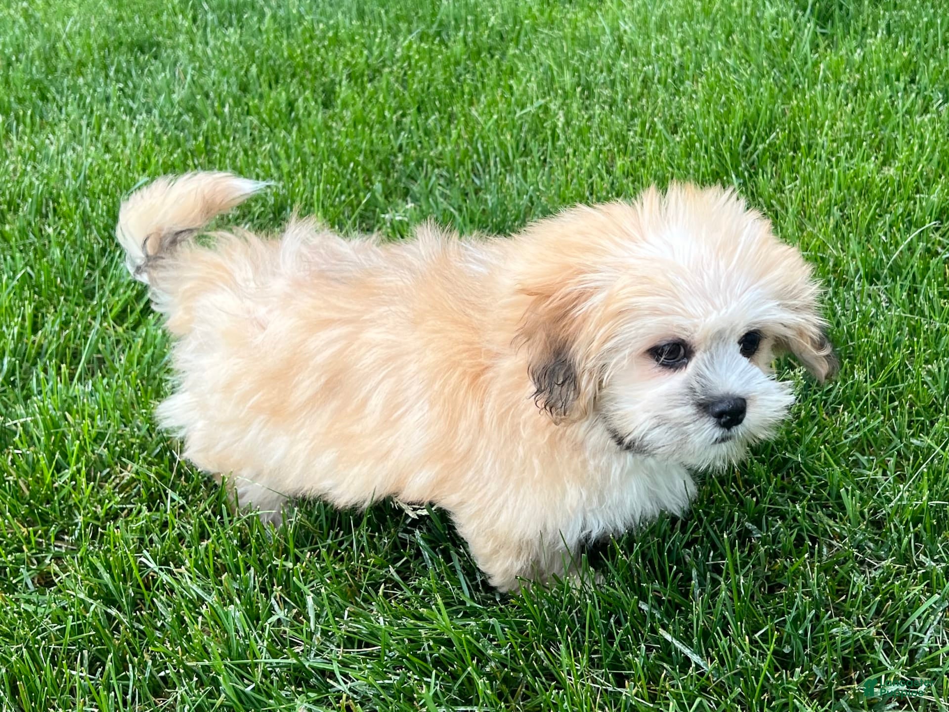 Lhasa Apso dogs Simba - Ad 2