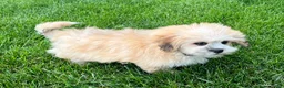 Lhasa Apso dogs for sale: Simba - Ad 2