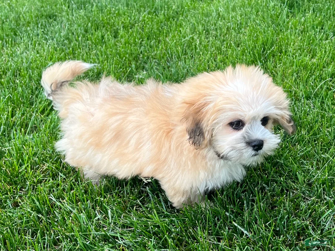 Lhasa Apso dogs for sale: Simba - Ad 2