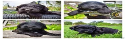 Havapoo dogs for sale: Webster - Ad 1