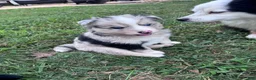 Pomsky dogs for sale: Johnny Cash - Ad 13