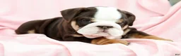 English Bulldog dogs for sale: Bessie - Ad 3