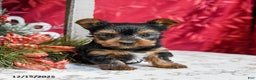 Yorkshire Terrier dogs for sale: Teddy - Ad 2