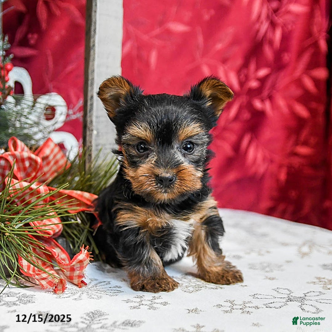 Yorkshire Terrier dogs for sale: Teddy - Ad 2