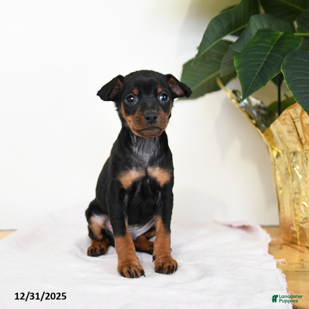 Miniature Pinscher dogs for sale: Laser - Ad 3