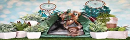 Chihuahua dogs for sale: Pepin - Ad 1
