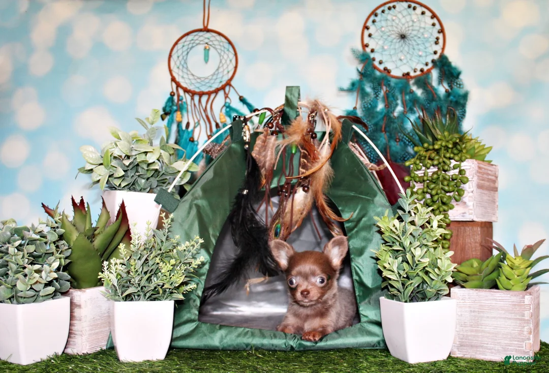 Chihuahua dogs for sale: Pepin - Ad 1