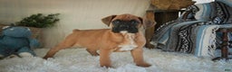 Boxer dogs for sale: Cleo - Ad 7