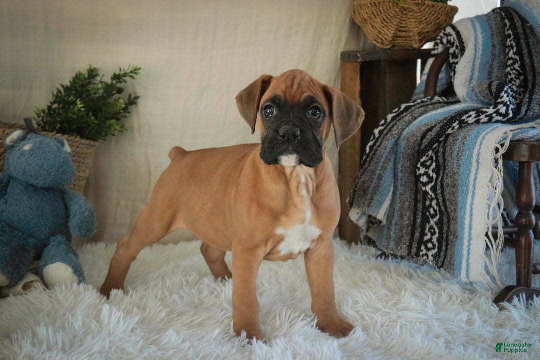 Boxer dogs for sale: Cleo - Ad 7