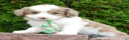 Mini Aussiedoodle dogs for sale: Mini Arlo - Ad 12