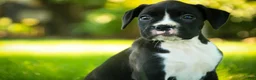 Boxer dogs for sale: Leo - Ad 4