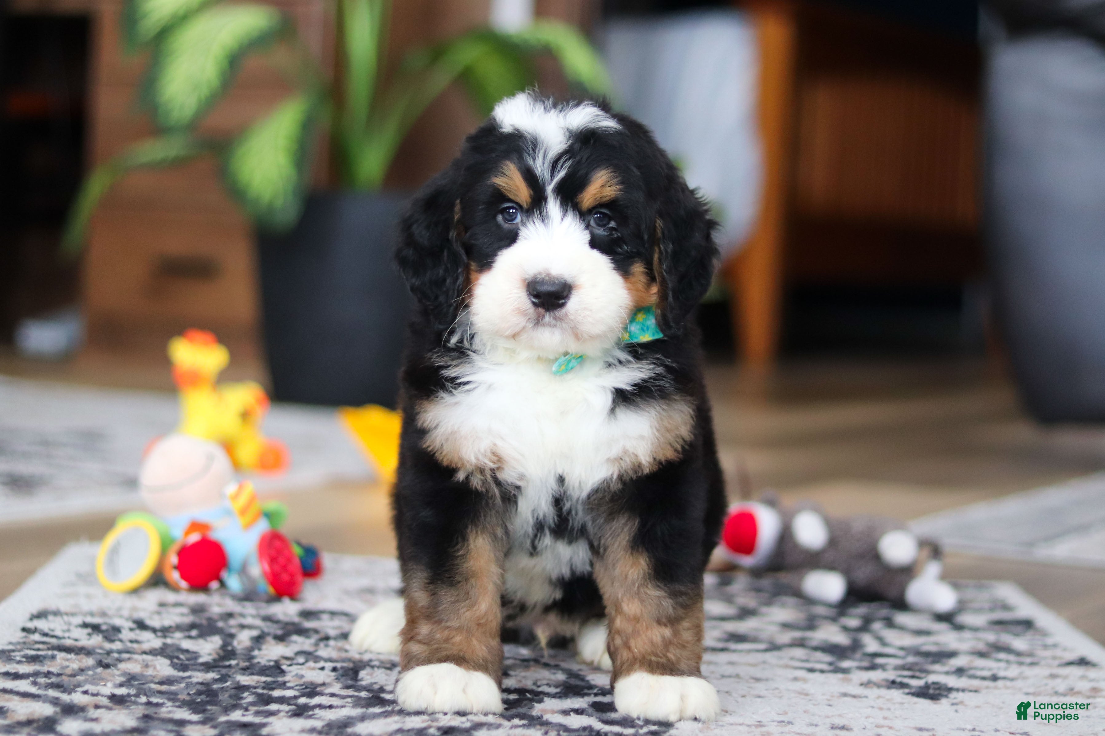 Bernedoodle dogs Bennet - Ad 2