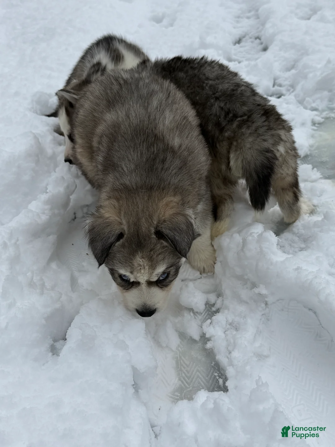 Siberian Husky dogs for sale: Raven  - Ad 2