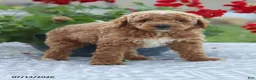 Miniature Poodle dogs for sale: Nathan - Ad 11