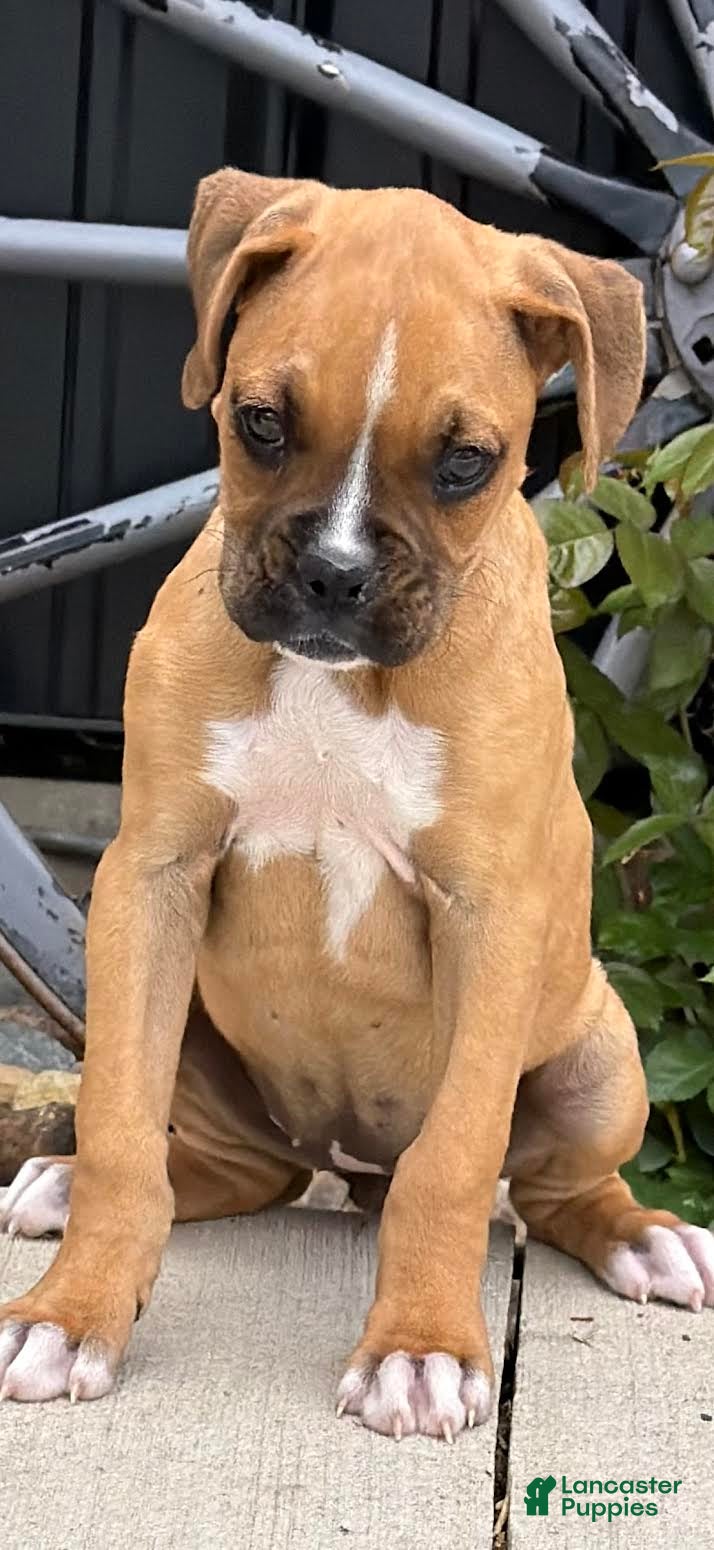 Boxer dogs Cleo - Ad 1