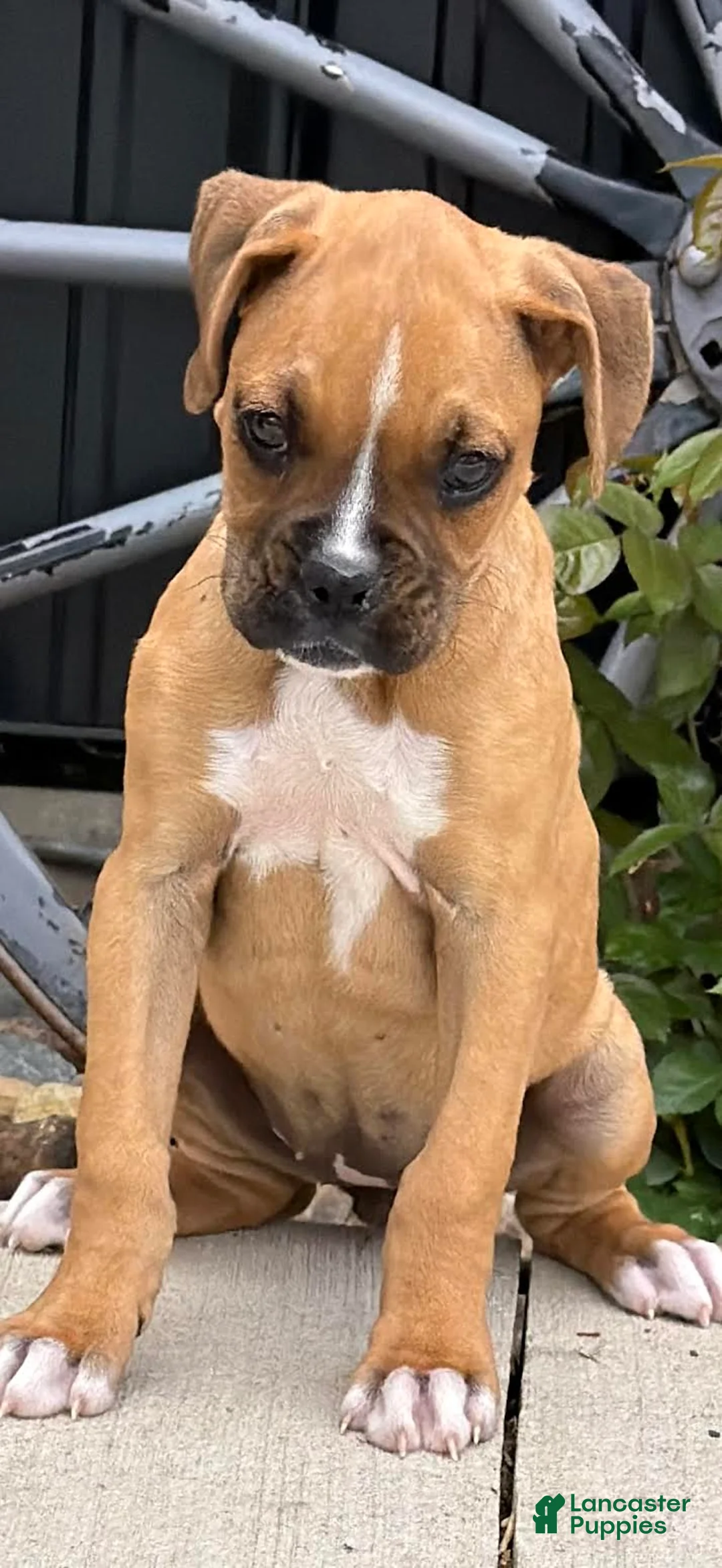 Boxer dogs for sale: Cleo - Ad 1