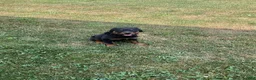 Rottweiler dogs for sale: Abby - Ad 9