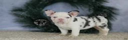 French Bulldog dogs for sale: Lady - Ad 6