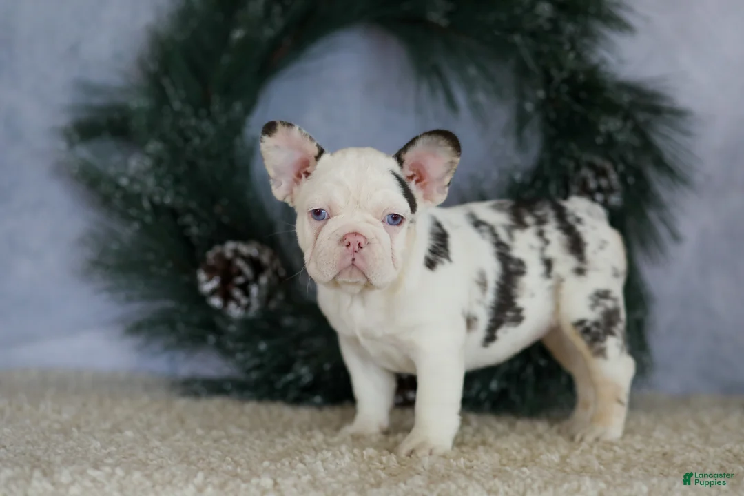 French Bulldog dogs for sale: Lady - Ad 6
