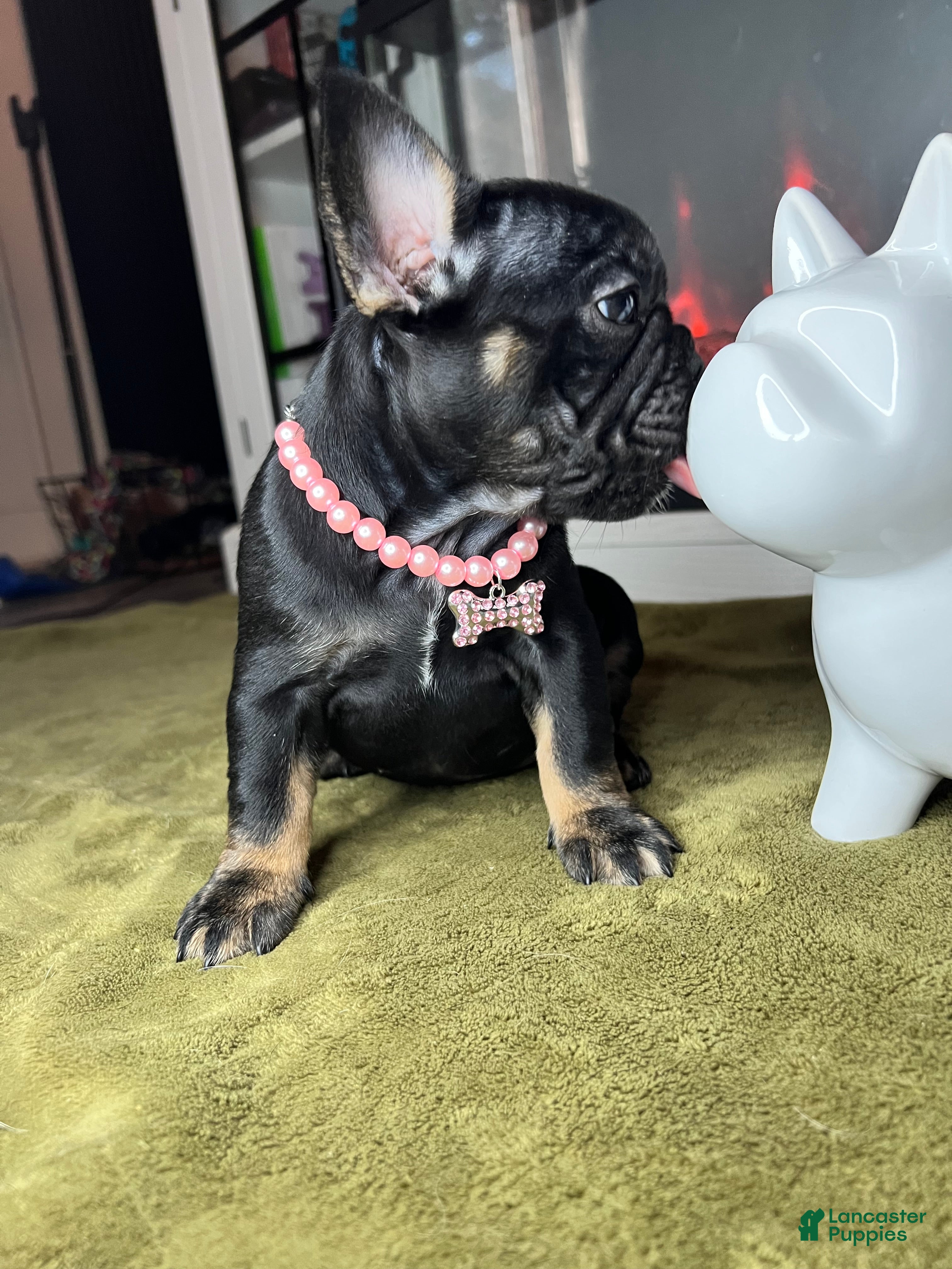 French Bulldog dogs Pepper - Ad 2