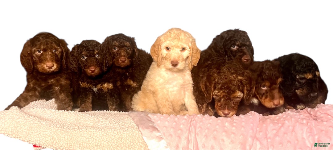 Standard Poodle dogs for sale: Mango🐾❤️AKC Genetic Tested🐾❤️6108066386 - Ad 3