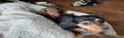 Miniature Dachshund dogs for sale: Missy - Ad 7