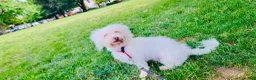 Bichon Frise dogs for sale: luna - Ad 8