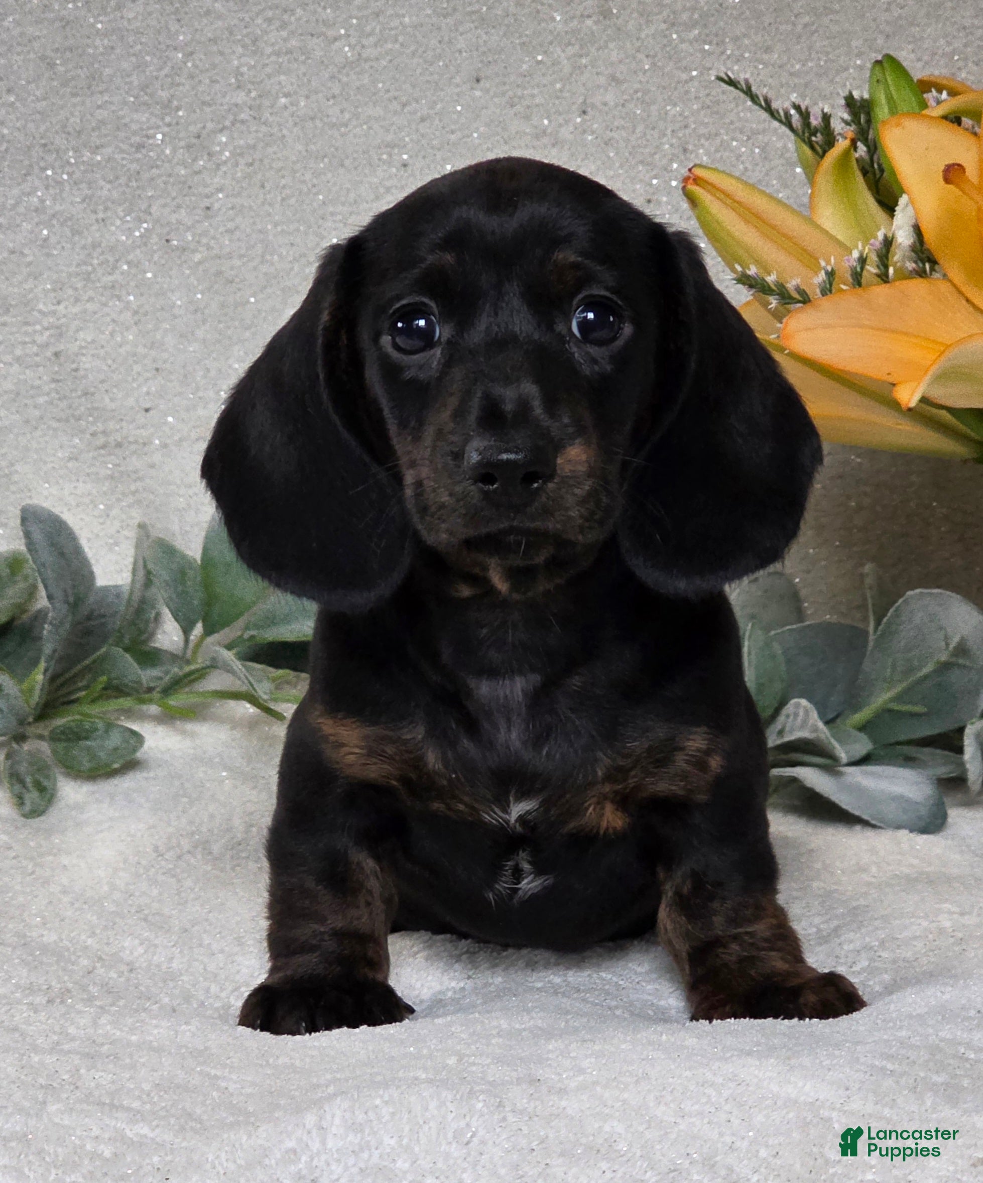 Miniature Dachshund dogs for sale: Parker - Ad 3