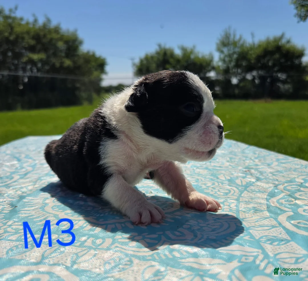 Olde English Bulldogge dogs for sale: Forky - Ad 1