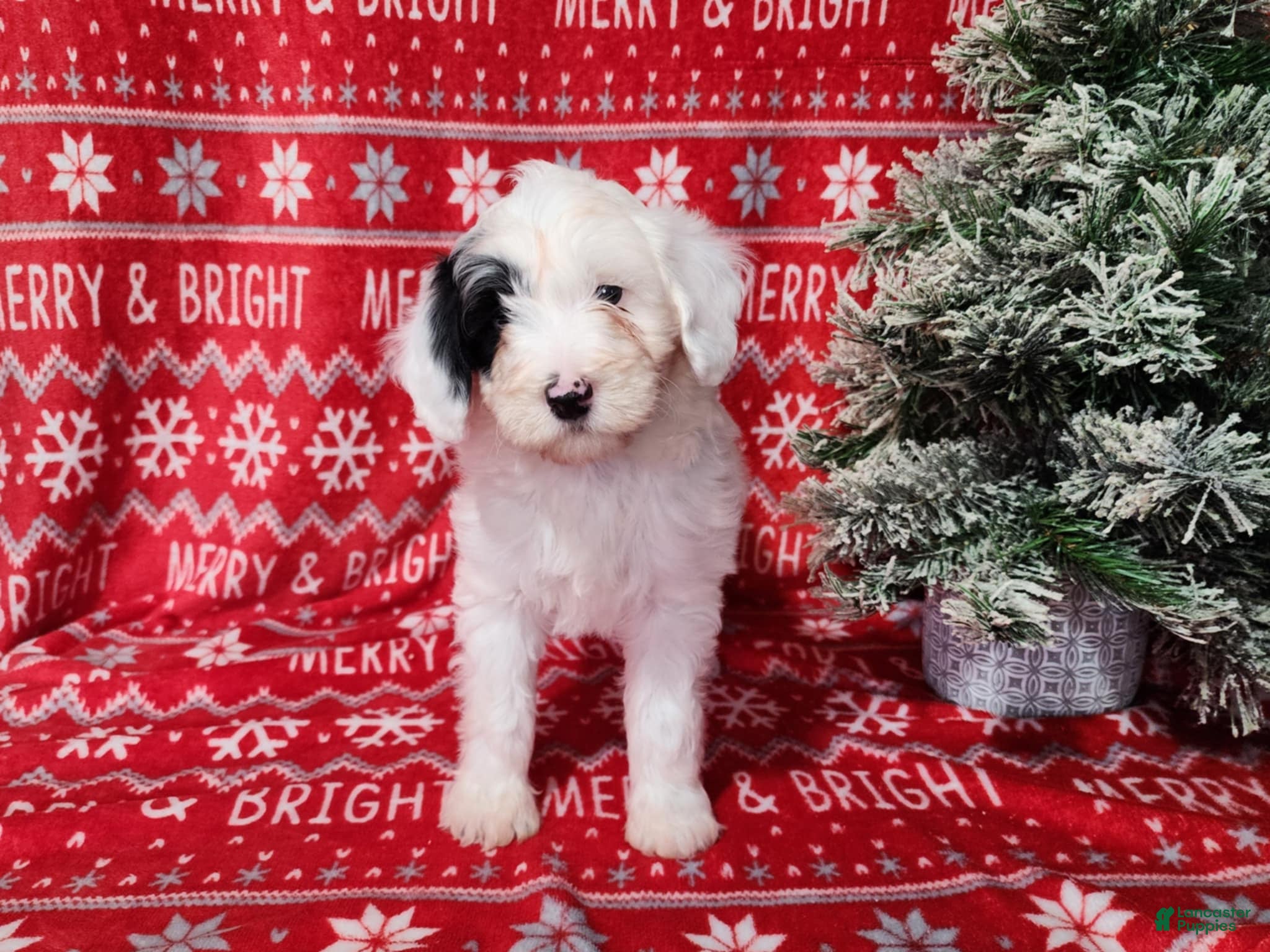 Mini Bernedoodle dogs Sparkle - Ad 29