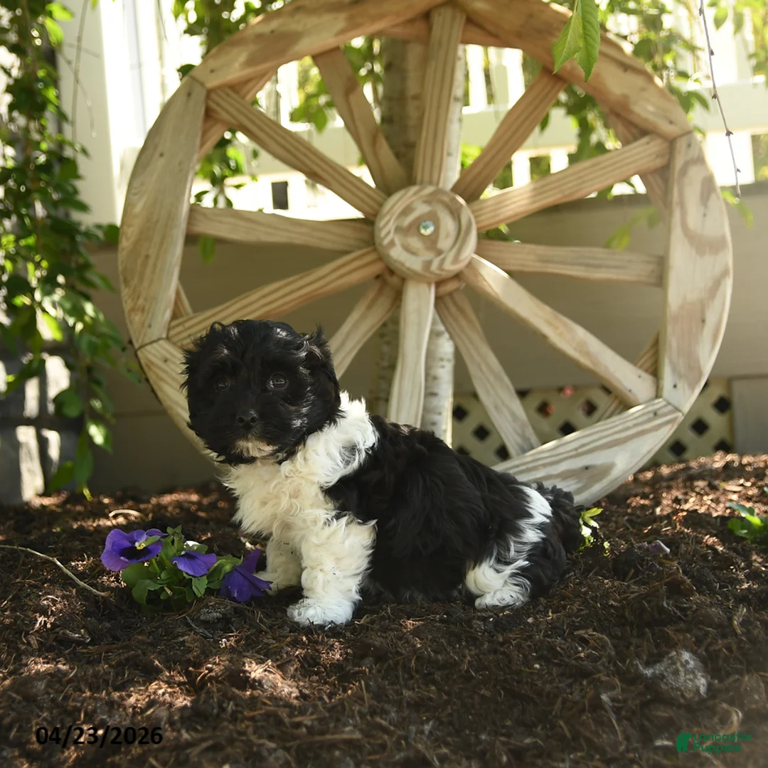 Havanese dogs for sale: Frodo - Ad 2