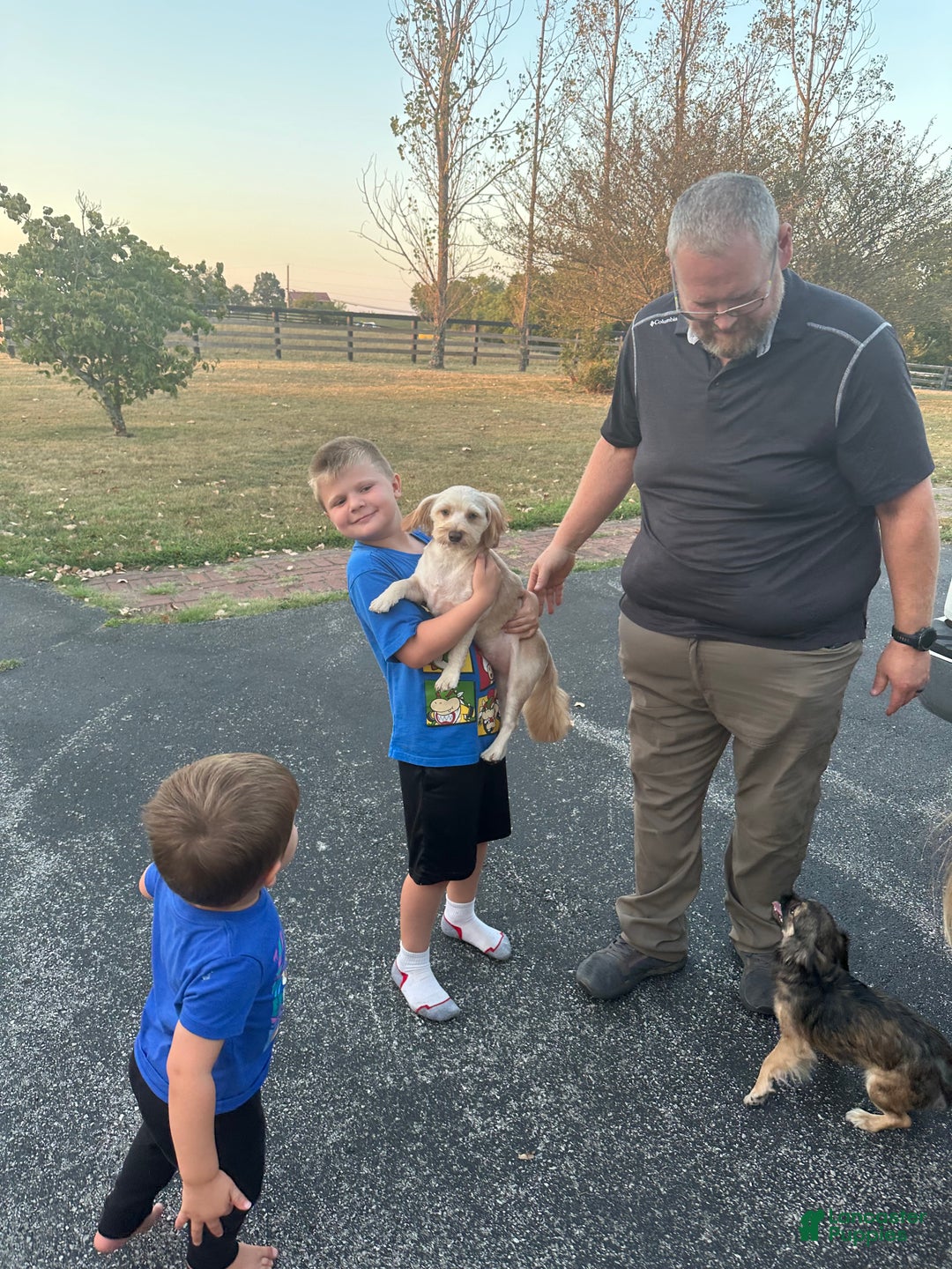 Maltipoo dogs for sale: Mr Rollie - Ad 8