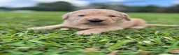 Labradoodle dogs for sale: Sadie - Ad 6