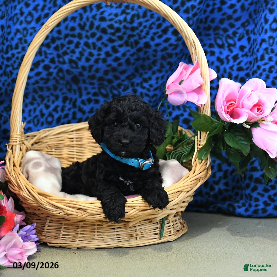 Cockapoo dogs Frankie - Ad 1