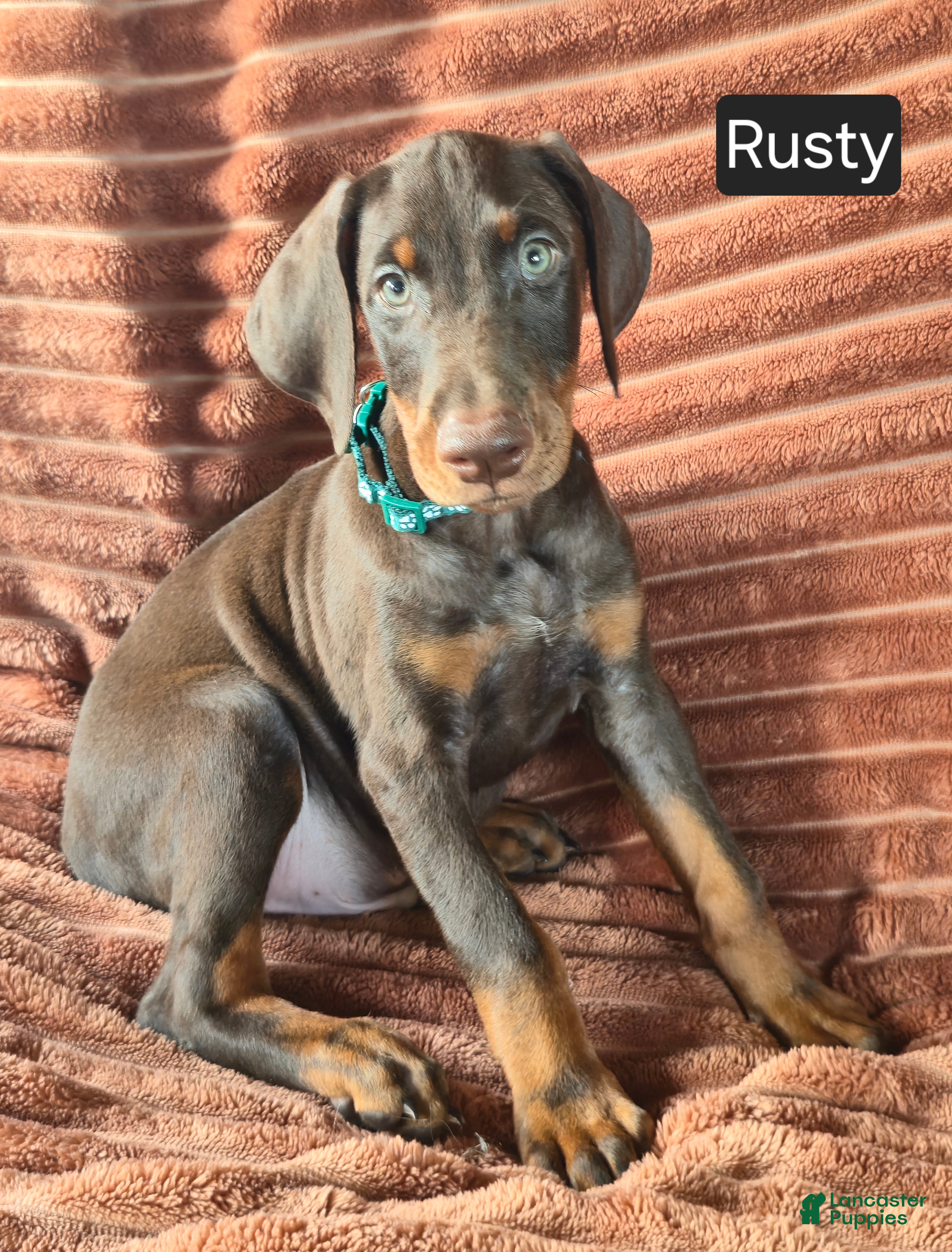 Doberman Pinscher dogs Rusty - Ad 1