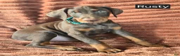 Doberman Pinscher dogs for sale: Rusty - Ad 1