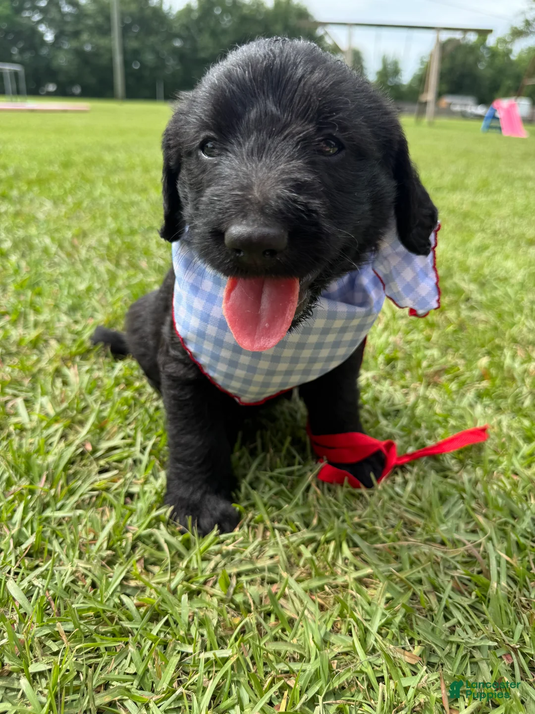 Labradoodle dogs for sale: Bo - Ad 2